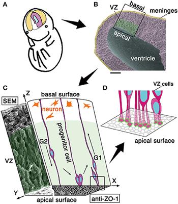 Differences in the Mechanical Properties of the Developing Cerebral Cortical Proliferative Zone between Mice and Ferrets at both the Tissue and Single-Cell Levels